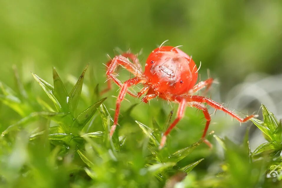 Красный паук фото и названия Red spider красный паук