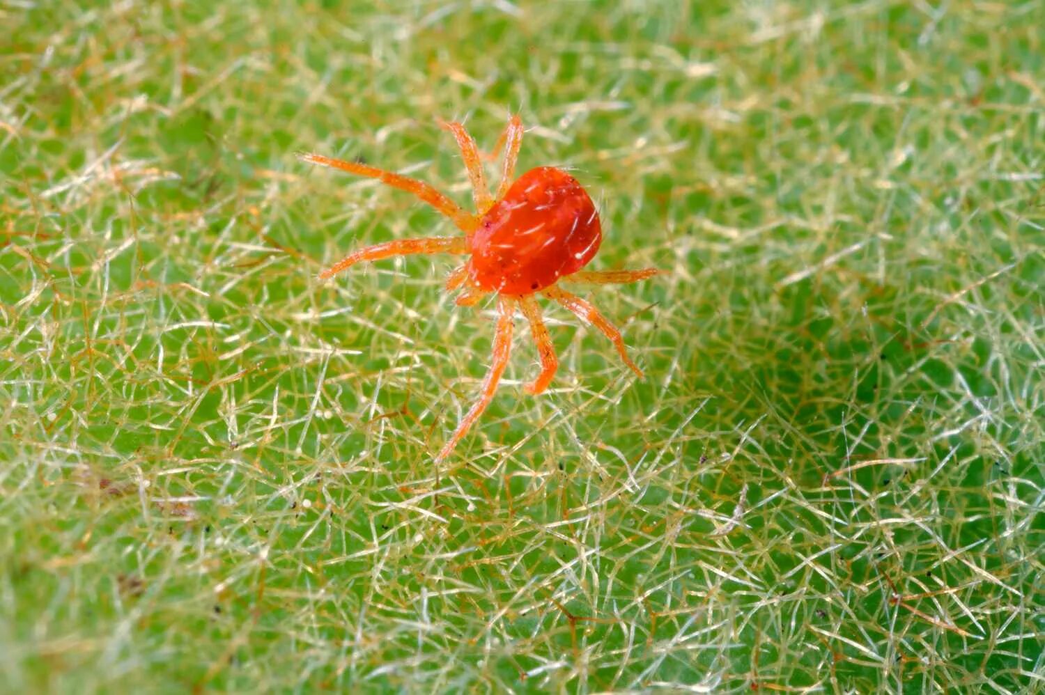 Красный паук маленький фото How to Get Rid of Spider Mites