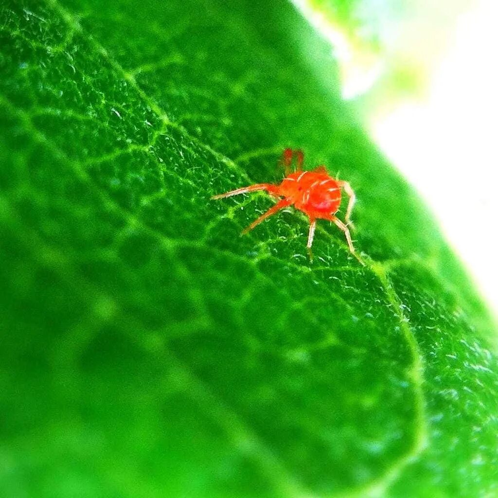Красный паук маленький фото 100+ Red Spider Wallpapers Wallpapers.com