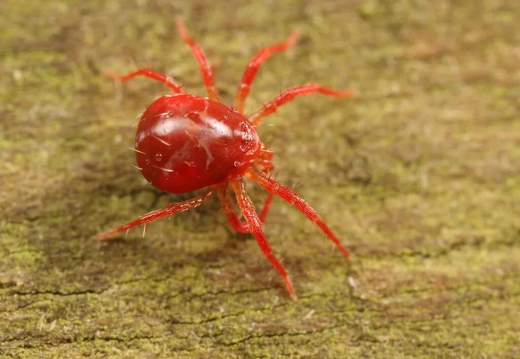 Красный паук маленький фото IMG_6420 Red spider mite Quite a few of these hunting on a. Flickr