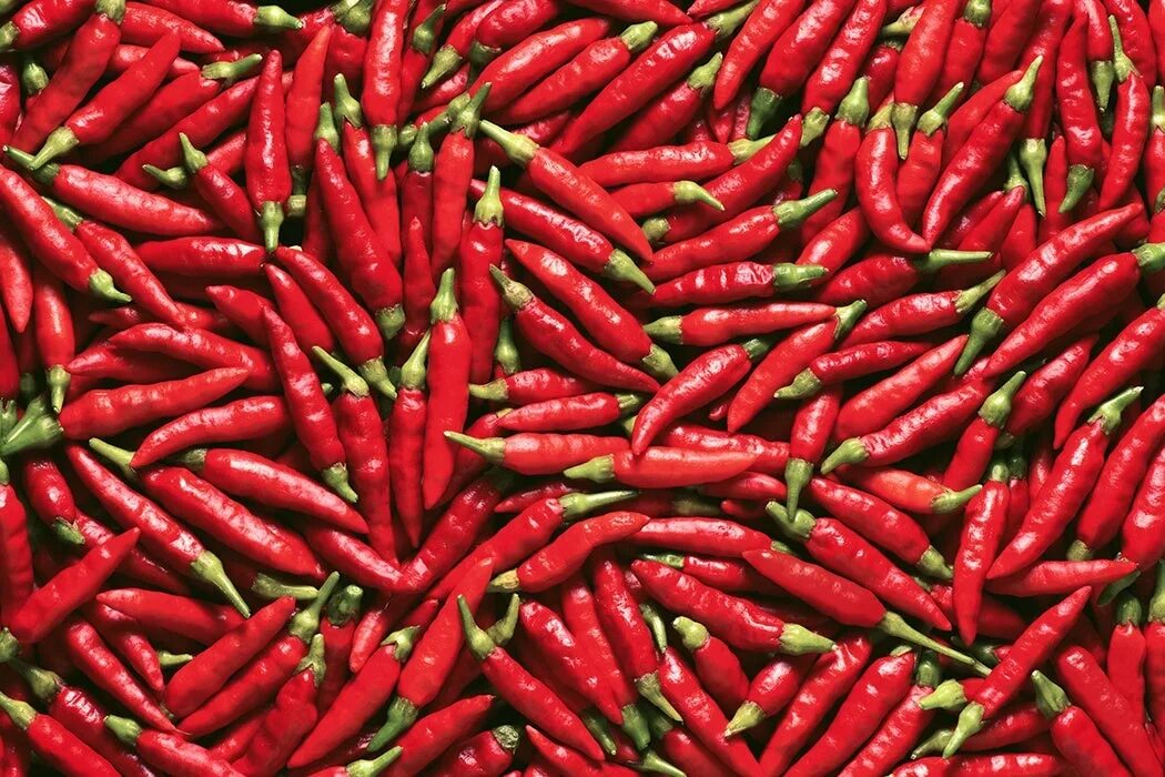 Красный перец фото The Science of Hot Chili Peppers - JSTOR Daily
