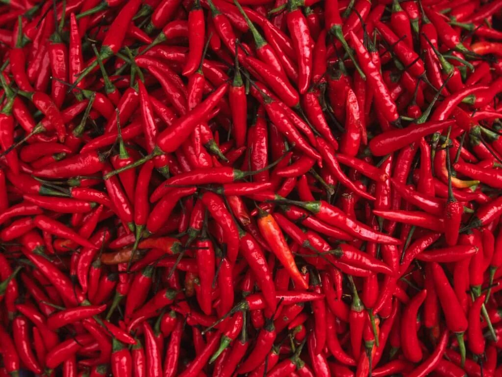 Красный перец фото Red Chilli Production Estimated To Be Up By 15.10% in India - Commodity Board Eu