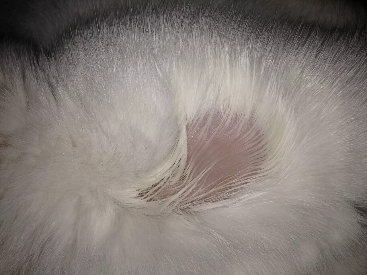 Красный плоский лишай у кошек фото Cat Missing Fur On Back Top Sellers www.ulthera.ru
