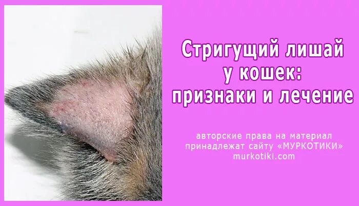 Красный плоский лишай у кошек фото Стригущий лишай кошки: симптомы, последствия, лечение