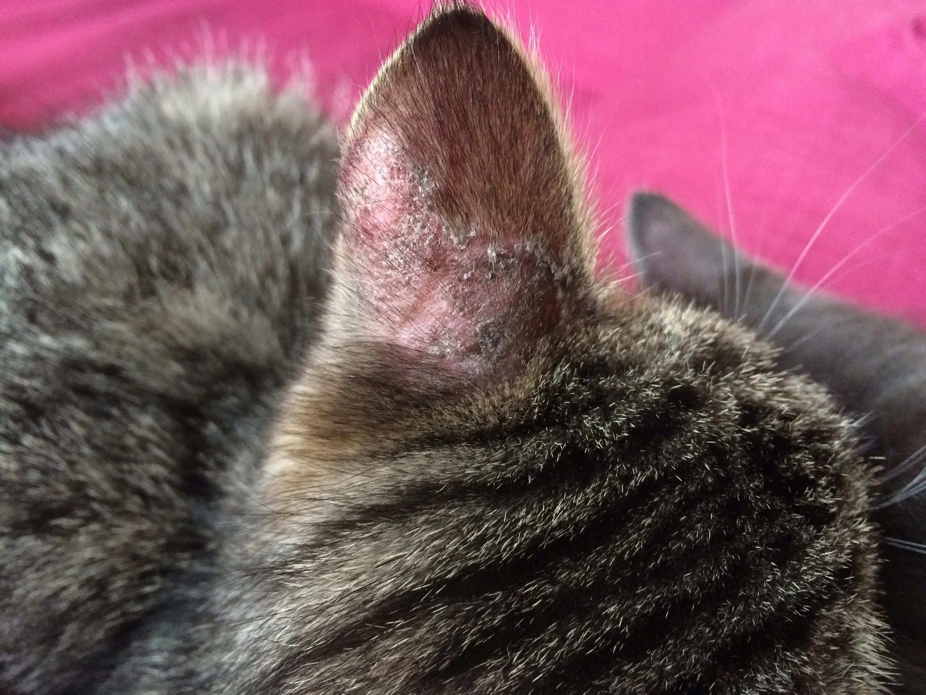 Красный плоский лишай у кошек фото signs of ear mites in kittens Purchase - 65