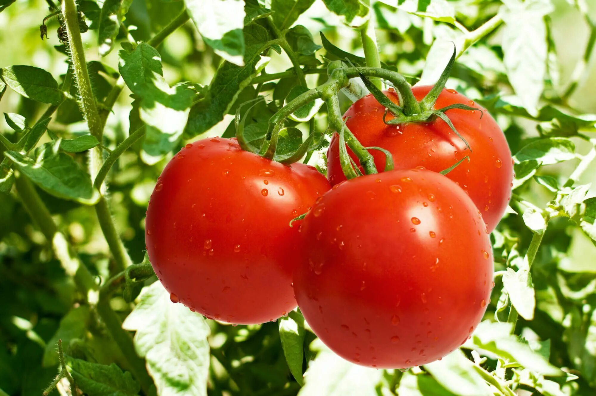 Красный помидор фото 31 Ways to Make You an Organic Gardening Guru Огород с помидорами, Выращивание т