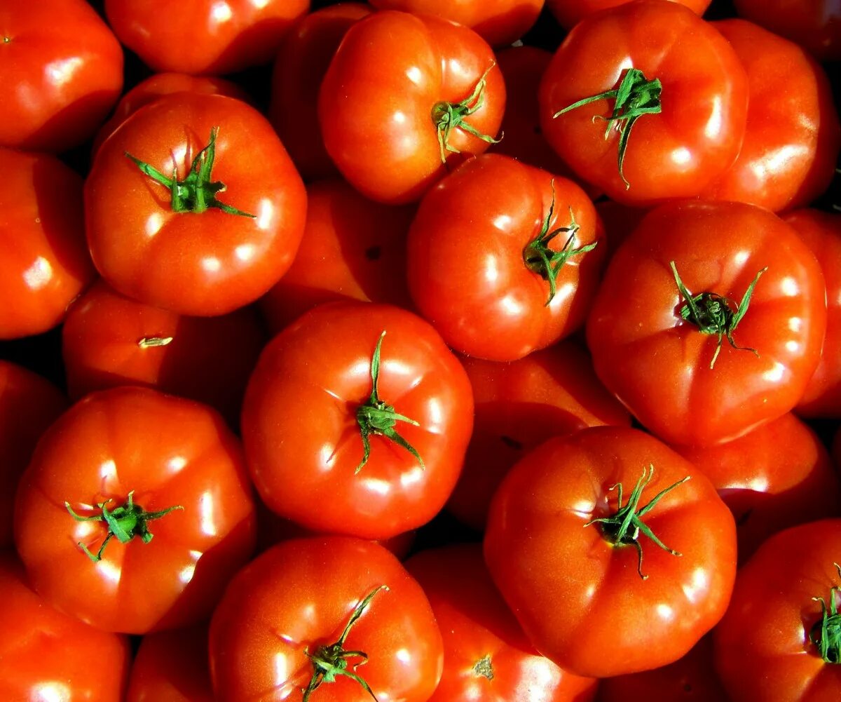 Красный помидор фото Gratis Afbeeldingen : fabriek, fruit, bloem, eten, rood, produceren, groente, gr