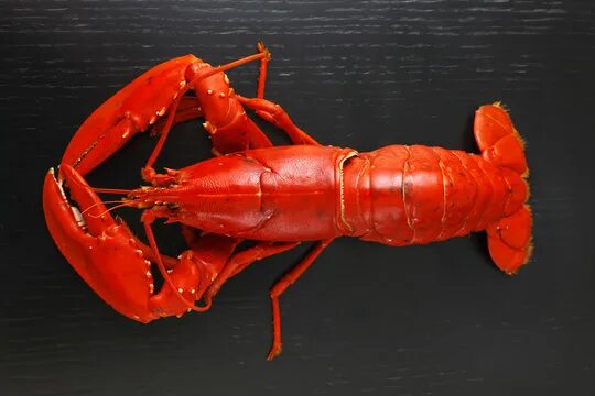 Красный рак фото Lobster Dinner Images - Browse 50,625 Stock Photos, Vectors, and Video Adobe Sto