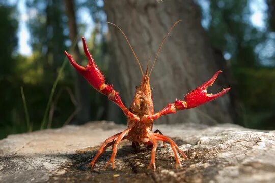 Красный рак фото Crayfish Images - Browse 1,686 Stock Photos, Vectors, and Video Adobe Stock