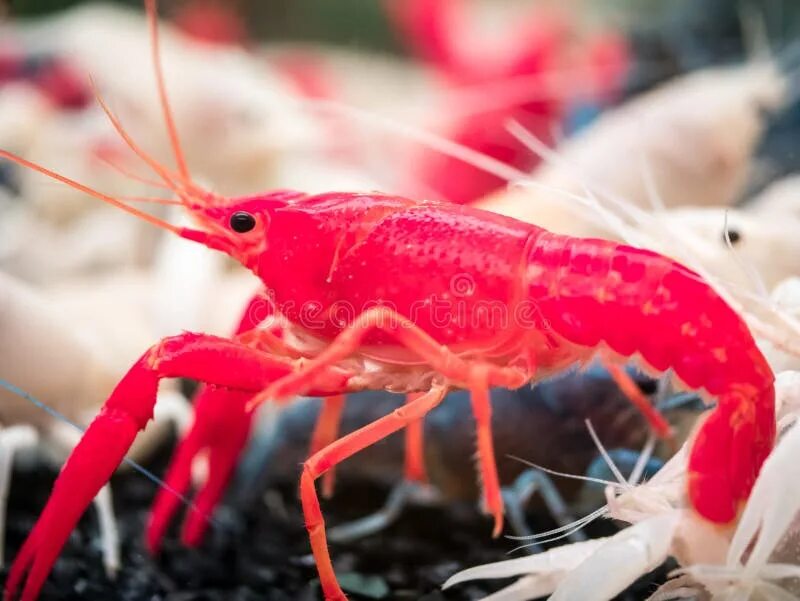 Красный рак фото 13,290 Animal Crayfish Stock Photos - Free & Royalty-Free Stock Photos from Drea
