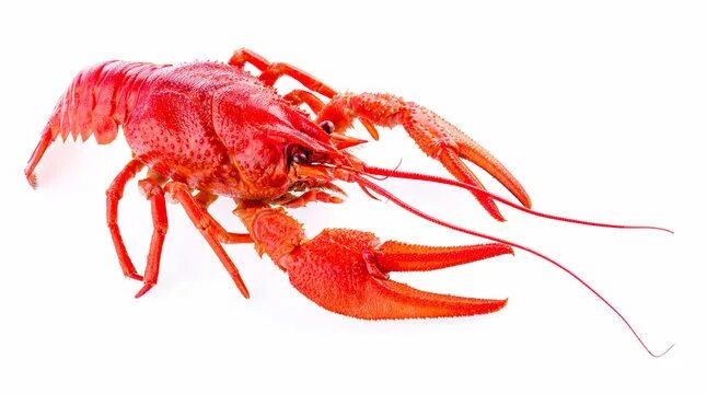 Красный рак фото Crawfish Images - Browse 125,613 Stock Photos, Vectors, and Video Adobe Stock