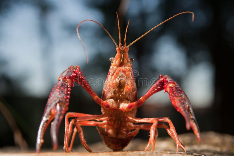 Красный рак фото 877 Clarkii стоковые фото - бесплатные и стоковые фото RF от Dreamstime