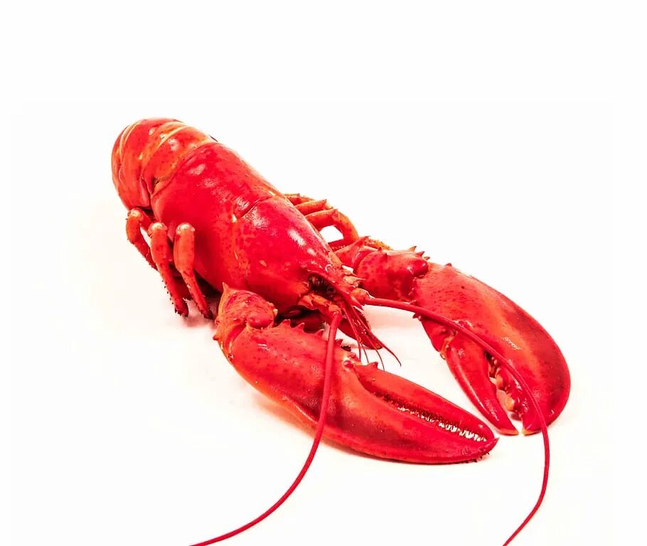 Красный рак фото Sea, Poisson, Fish, seafood, food, claw, prepared Shellfish, red, lobster, gourm