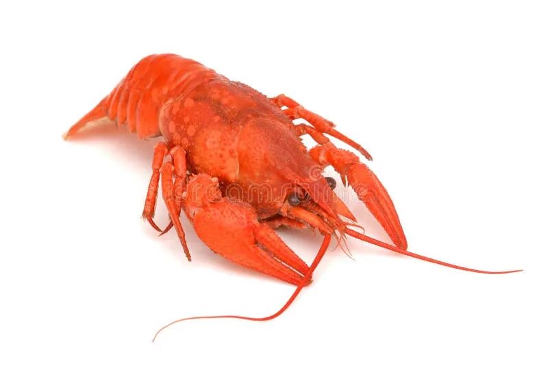 Красный рак фото Boiled Crawfish. Red Crayfish. Crayfish. Crayfish Isolated. Hot Crawfish. Lobste