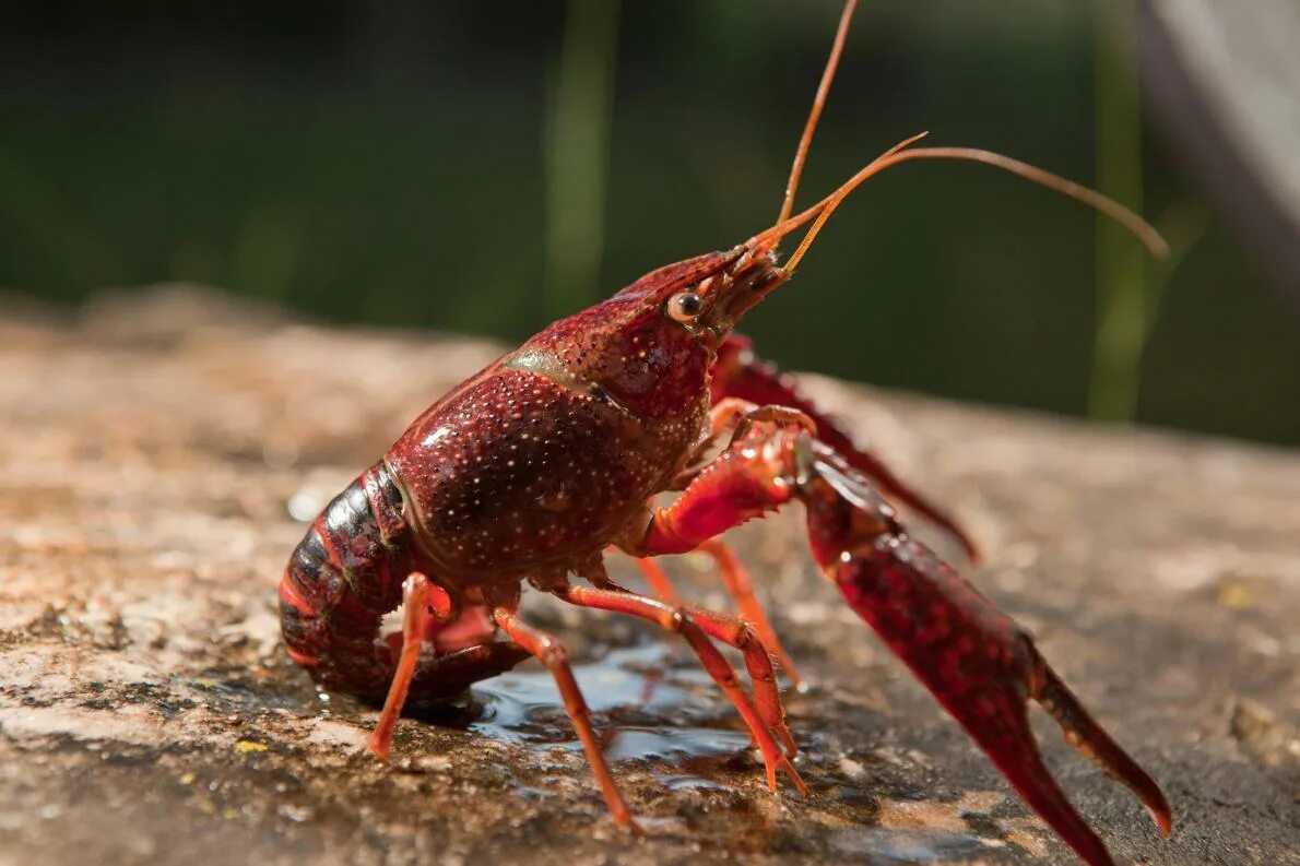 Красный рак фото Surprising Link Discovered Between Bottom Feeders and Blood Suckers - Institute 