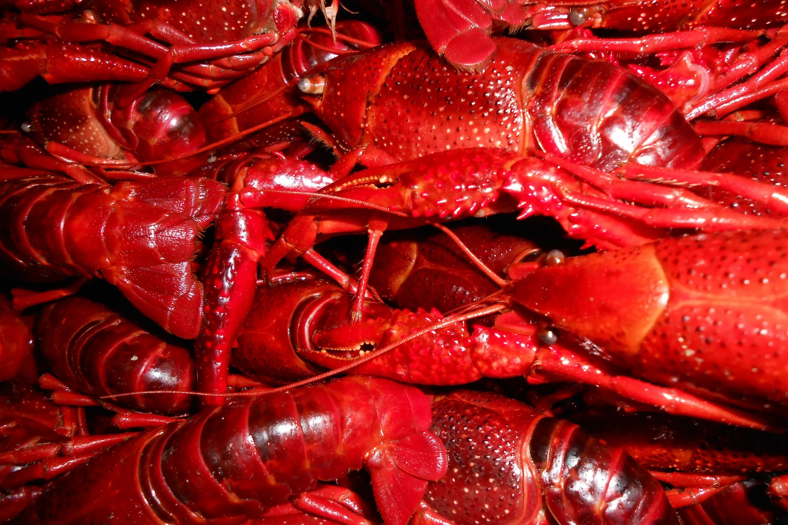 Красный рак фото Free Images : american lobster, red, homarus, crayfish, cajun food, seafood boil