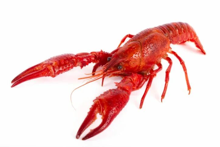 Красный рак фото Langouste : informations et actualités Langouste, Fruits de mer, Alimentation