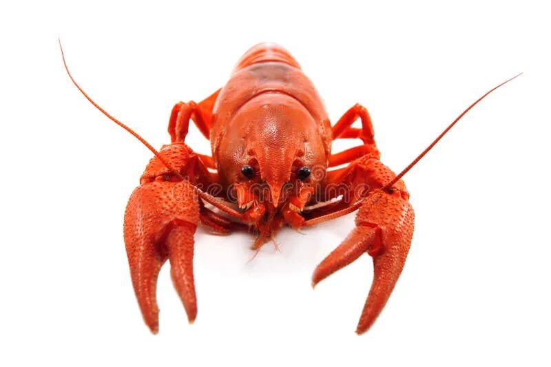 Красный рак фото Gammarus Balcanicus (Amphipoda) a Small Crustacean Stock Photo - Image of water,