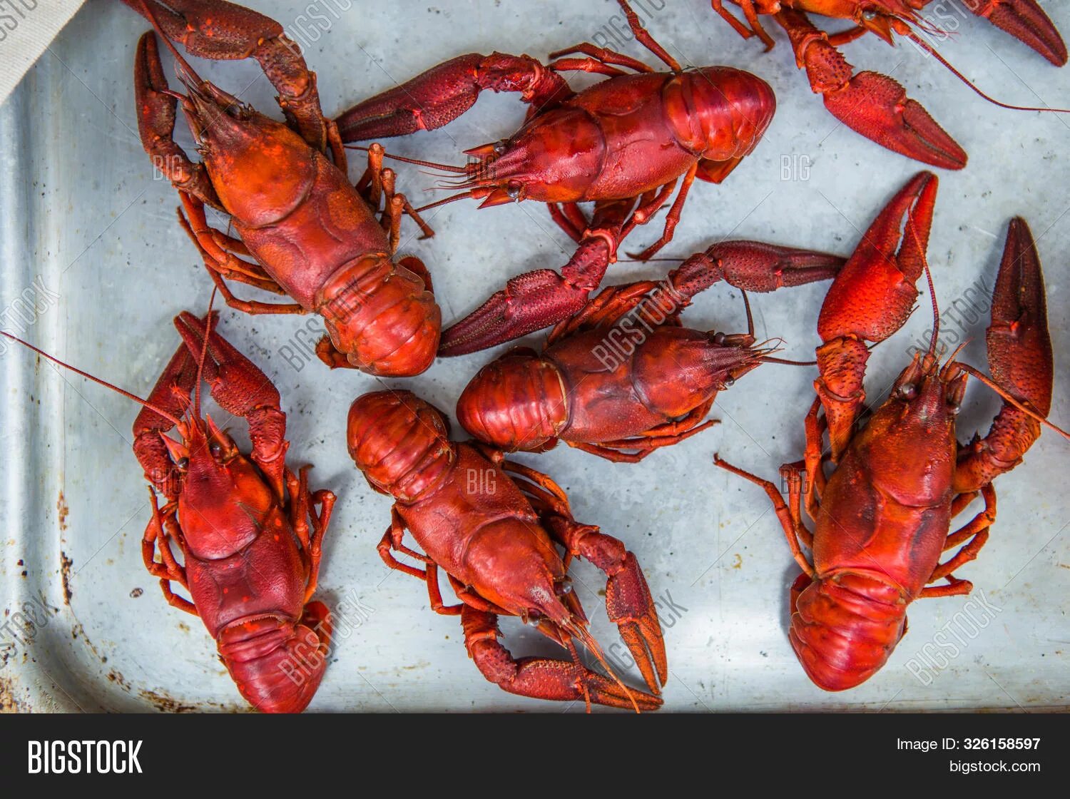 Красный рак фото Crayfish. Red Boiled Image & Photo (Free Trial) Bigstock