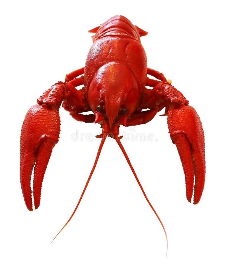Красный рак фото Crawfish stock image. Image of crayfish, seasoned, crawfish - 773821