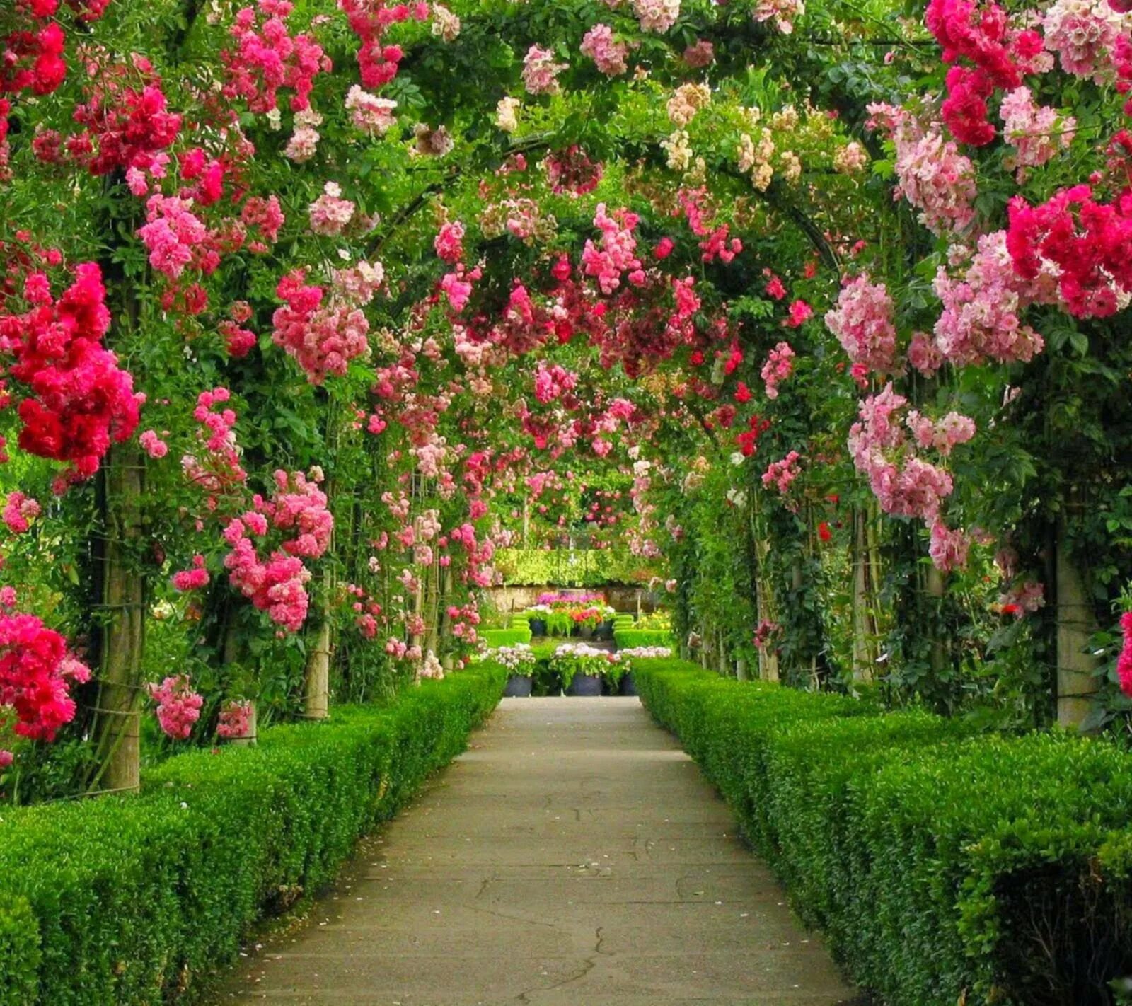 Красный сад фото Flower garden - блог Санатории Кавказа