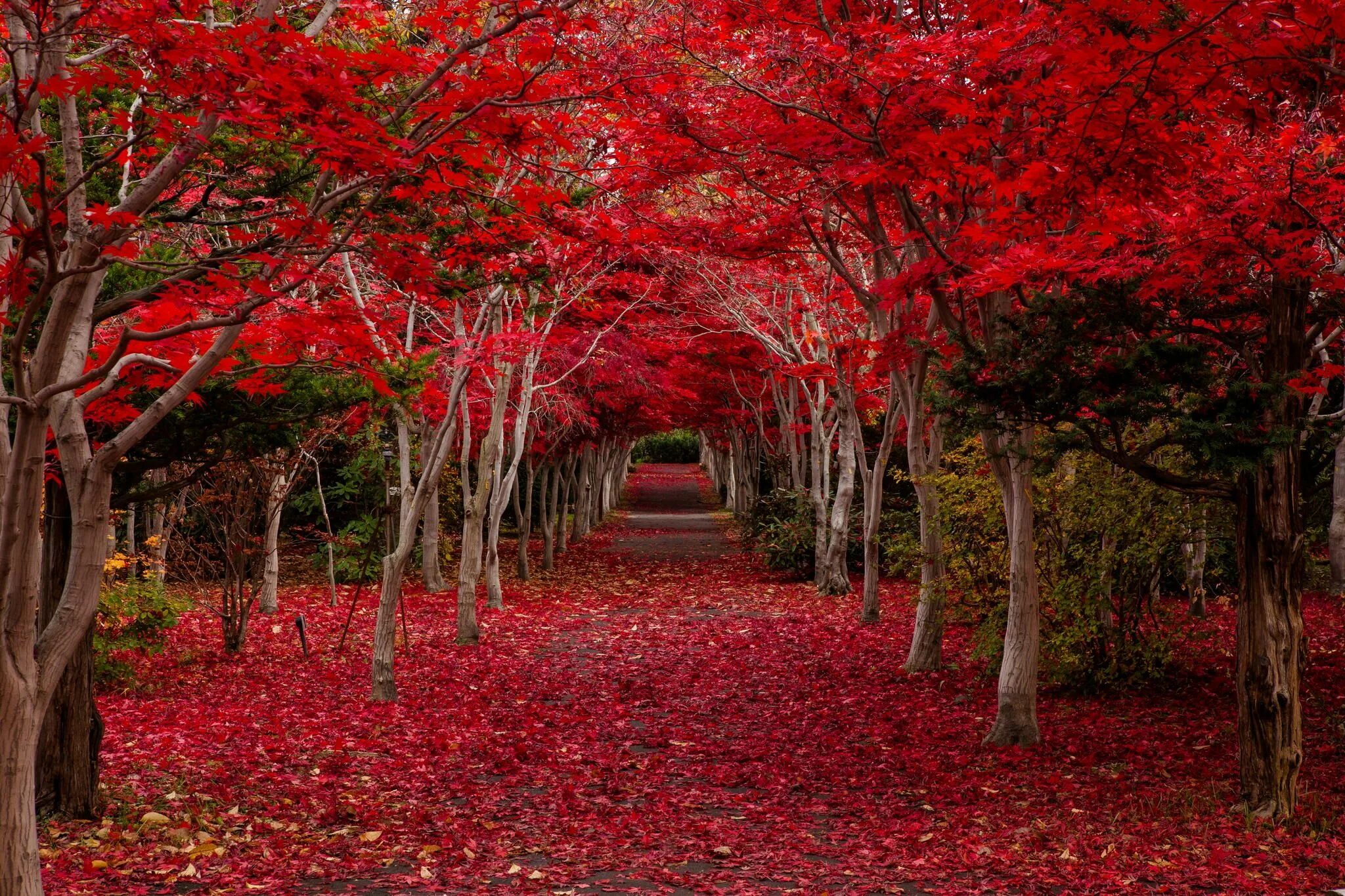 Красный сад фото "climax" by hiroshi tanita on 500px. Photos Beautiful places, Tree tunnel, Place