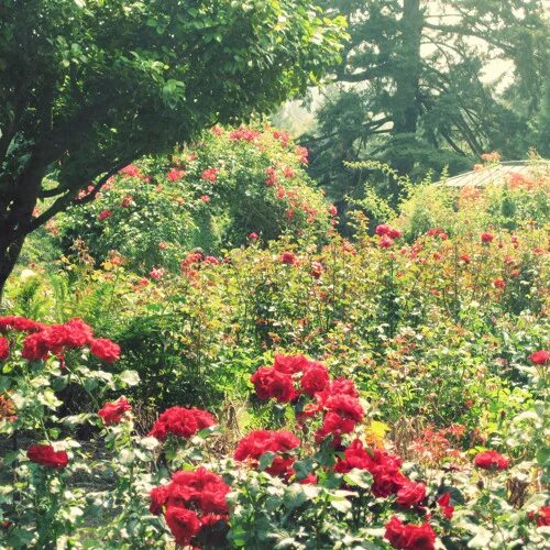 Красный сад фото Stream Where The Roses Never Fade By Harmonic Trio - Acapella by laymansmovement