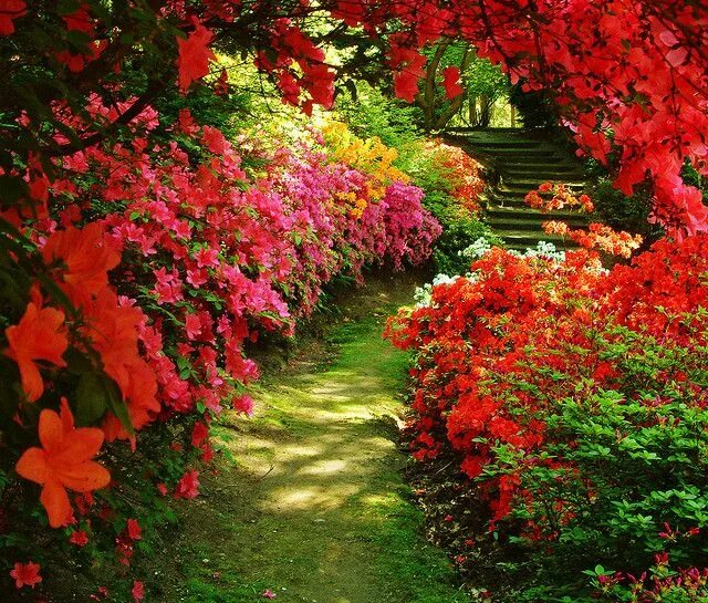 Красный сад фото Azaleas at Valley Gardens Beautiful flowers garden, Beautiful gardens, Dream gar