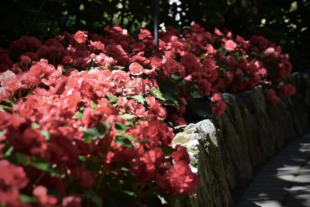 Красный сад фото Free Butchart gardens Image on Unsplash