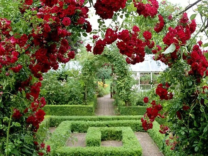 Красный сад фото Red Monochromatic Garden: Expressive and Intricate Design