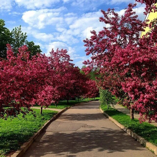 Красный сад фото Екатерининский парк, Москва