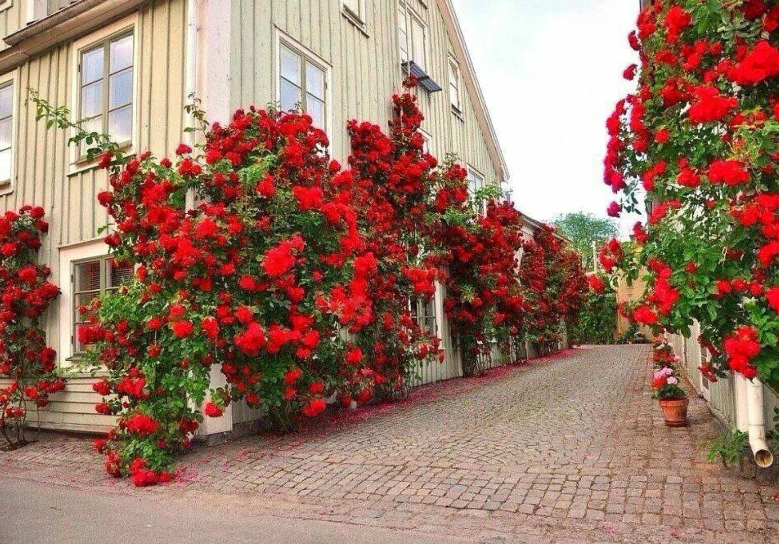 Красный сад фото Pin by hale sumer on Sokaklar Flower garden, Medieval town, Exterior