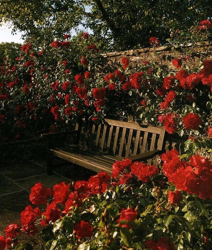Красный сад фото Rose Garden - Compton Castle - Maridon - Paignton - Devon - England Beautiful ga