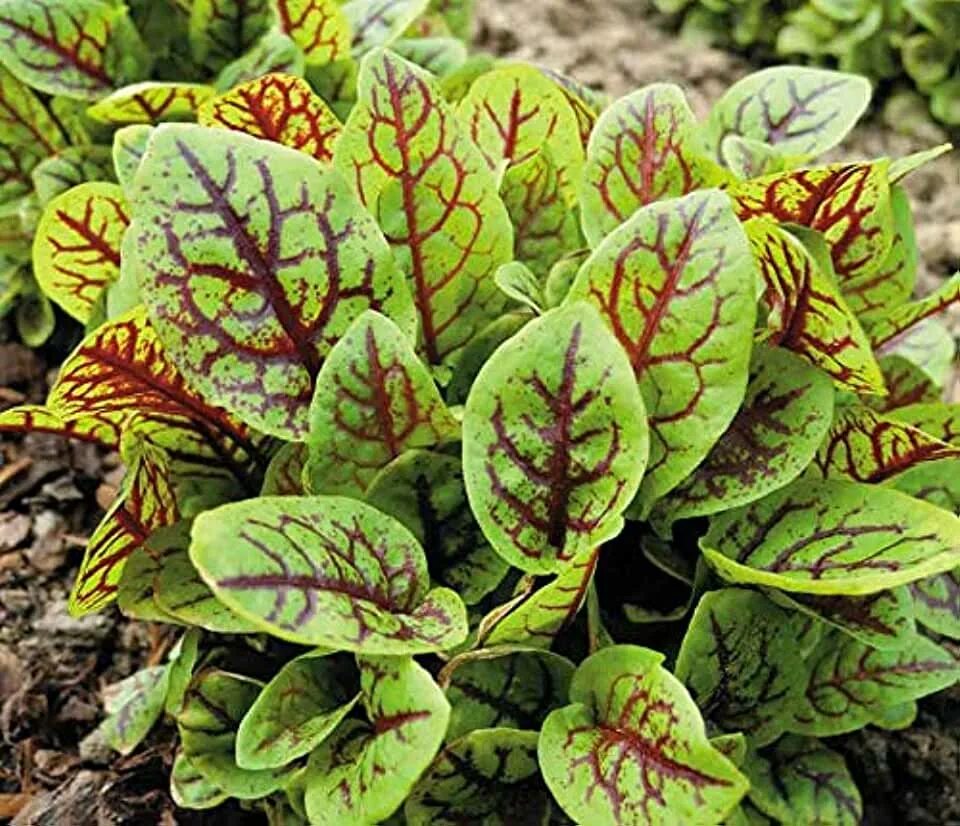 Красный щавель фото Amazon.com: Vegetable Plants & Seeds - SeedsUA / Vegetable Plants & Seeds / Plan