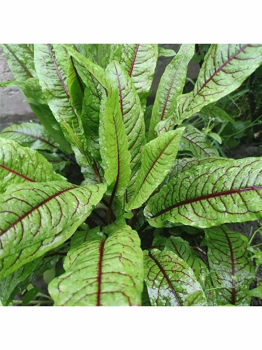 Красный щавель фото Семена Seeds 169987868 купить за 729 ₽ в интернет-магазине Wildberries