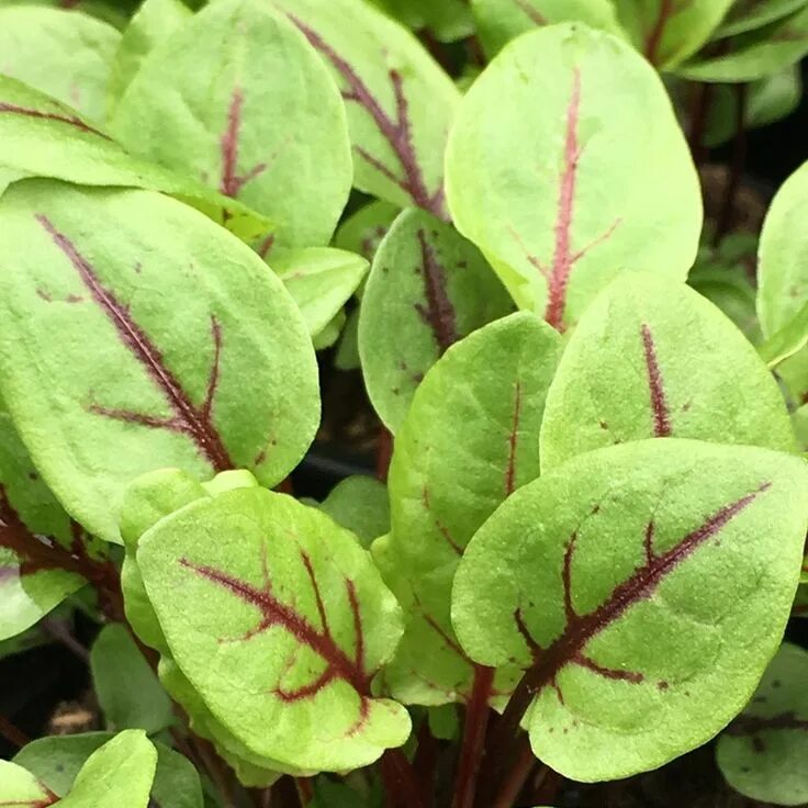 Красный щавель фото Rumex sanguineus var. 'sanguineus' - red veined sorrel or Rumex sanguineus var. 