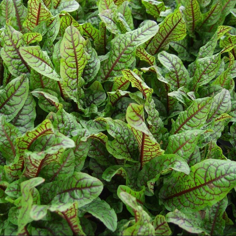 Красный щавель фото Kruidenplanten assortiment bij Sevenhills Gardenplants in Oostvoorne.