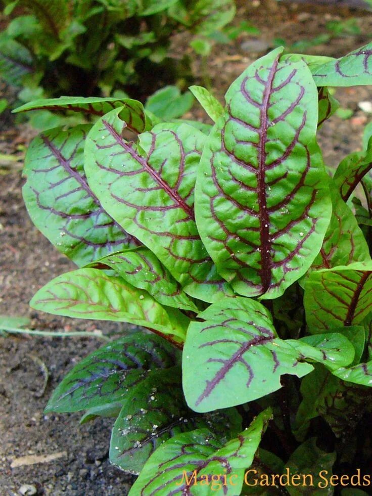 Красный щавель фото Salat mal anders: Blut-Ampfer als Salat zubereiten Rumex sanguineus - Samen Magi