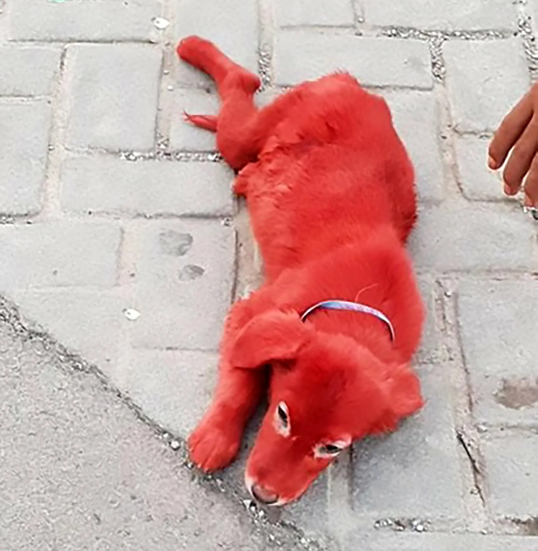 Красный щенок фото red fur on dog