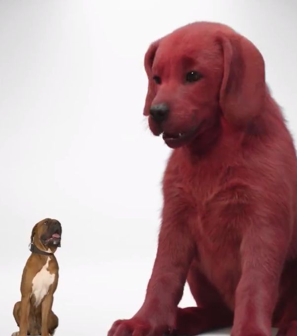 Красный щенок фото Clifford The Big Red Dog' is Getting a Live Action Remake Dog movies, Dogs, Red 