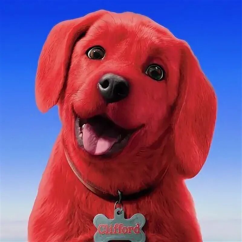 Красный щенок фото 大 き な 大 き な 赤 い 犬 実 写 映 画 に Dynamite 防 弾 少 年 団 BTS い ま さ ら 初 心 者