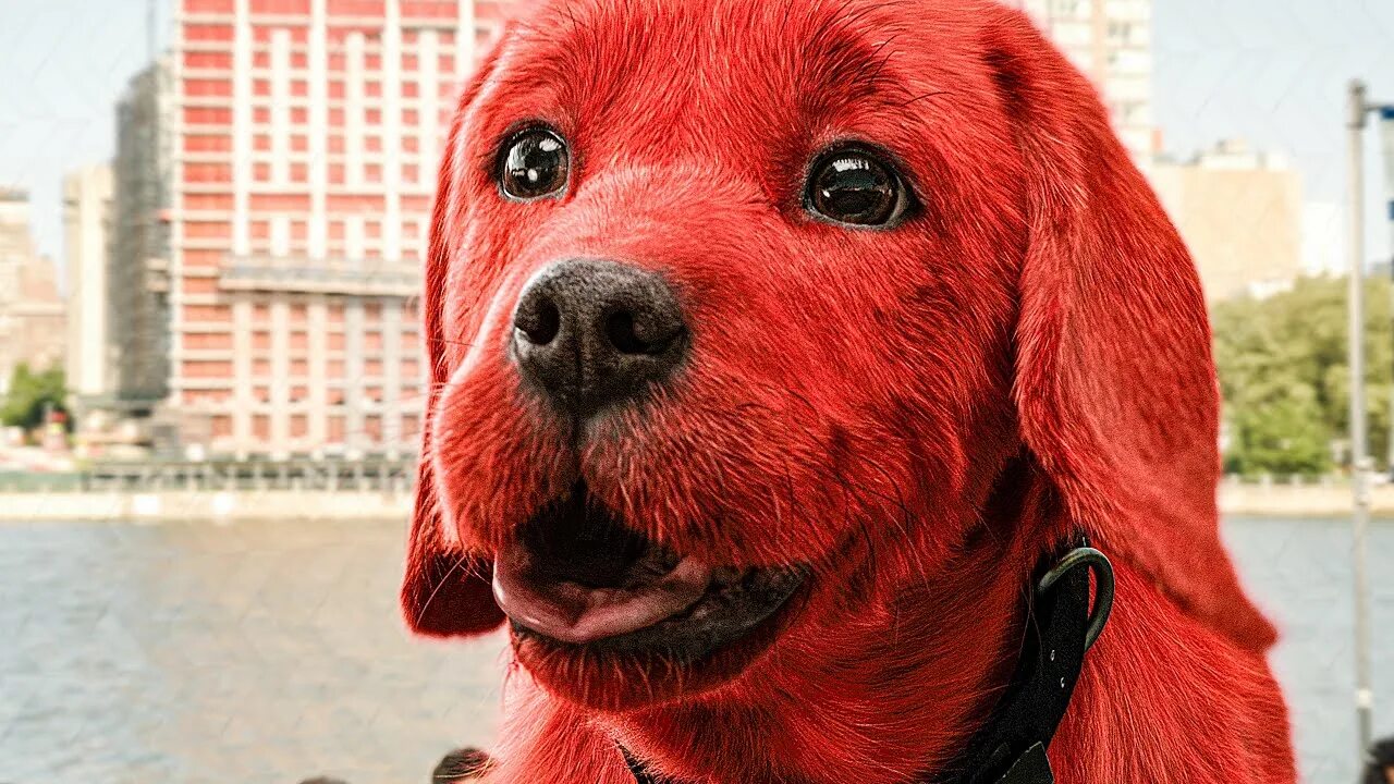 Красный щенок фото CLIFFORD THE BIG RED DOG Trailer 2 (2021) - YouTube