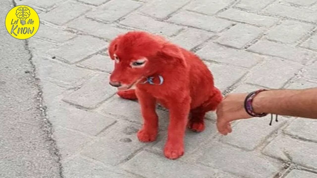 Красный щенок фото Dog Dyed Scarlet Is Rescued By Animal Shelter From Man Who Bought Her Because "H