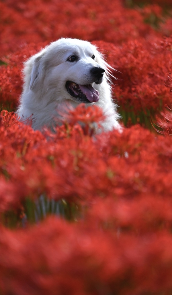 Красный щенок фото Pyrenean mountain dog sitting in red colors Desktop wallpapers 600x1024