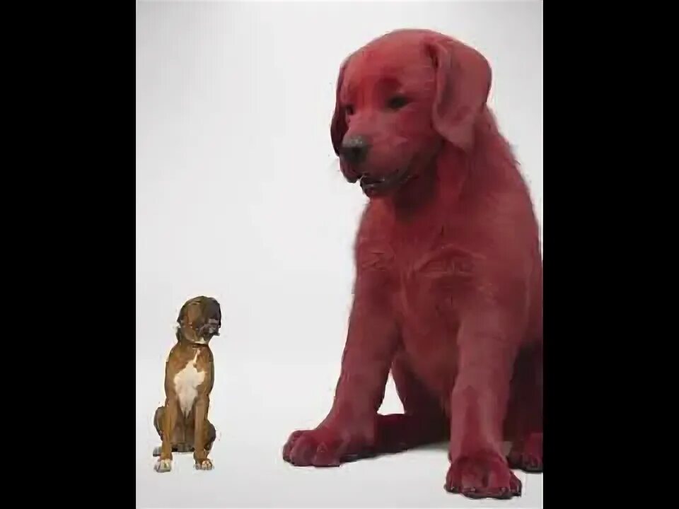 Красный щенок фото Clifford The Big Red Dog teaser trailer (Paramount) In theaters November 5, 2021