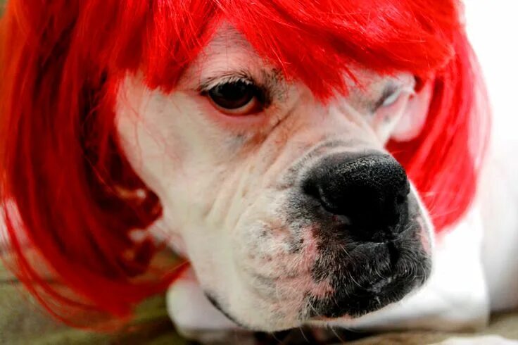 Красный щенок фото Photographer Mickey Mikeworth "Red " Dog named Tucker Dog names, Dog love, Dogs