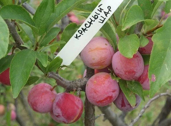 Красный шар слива описание фото слива евразия описание сорта фото: 10 тыс изображений найдено в Яндекс.Картинках