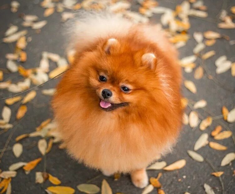 Красный шпиц фото Pomeranian Colors: Explore 13 Recognized Coat Colors
