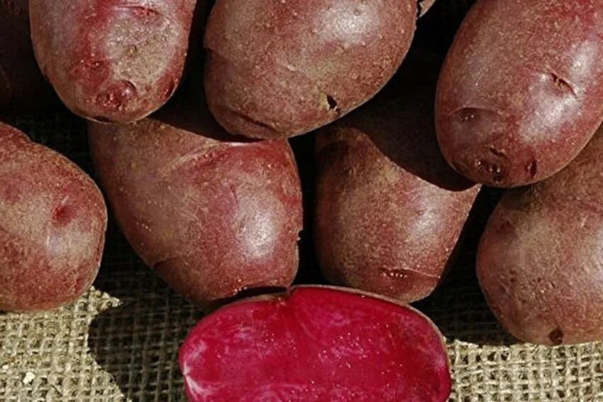 Красный сорт картофеля название и фото Селекционеры вывели "лечебный" сорт картошки - Российская газета