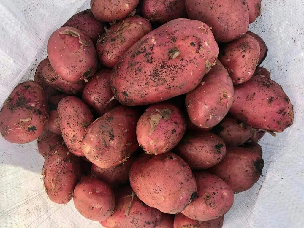 Красный сорт картофеля название и фото Продажа - Картофель оптом, сорт Красный